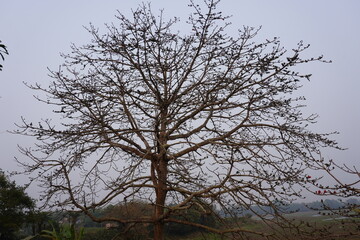 The Bombax ceiba also known as the red silk cotton tree full with flowers but less in leaves 
