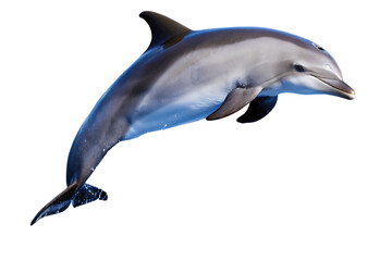   dolphin jumping  isolated on white background PNG , AI GENERATED