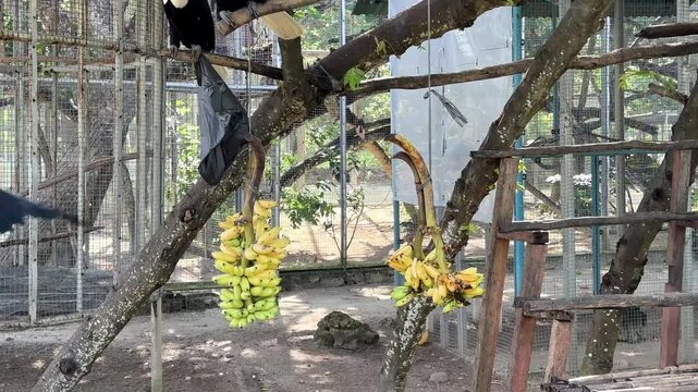 Rare Rangkong Bird Feeding on Banana in Captivity with Natural Tree Setting