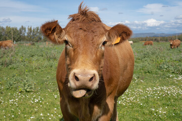 Brown cow with ear tags in a flowered meadow, showing a funny and curious expression
