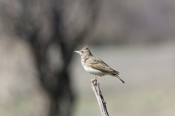 Crested Lark. Galerida cristata