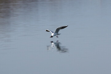 common  gull. Chroicocephalus ridibundus