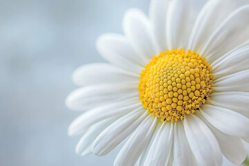  A delicate close-up photograph of a daisy flower showing its bright yellow center and soft white petals against a gentle blurred background in pastel tones.