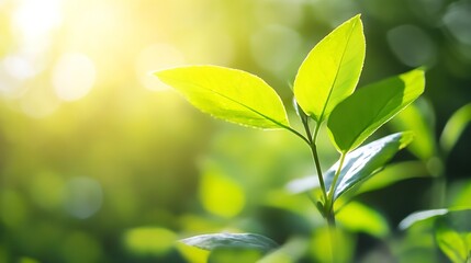 Fototapeta premium Vibrant green leaves illuminated by warm sunlight showcasing the beauty of nature close up : Generative AI