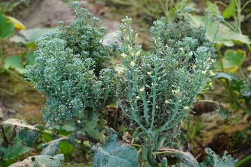 The flowers of the brocolli have been bloomed due to not harvested in proper time