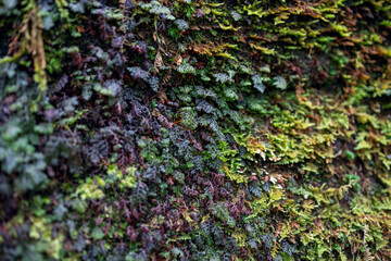 Macro close-up of moss and lichen in selective focus displaying vibrant green and earthy brown hues...