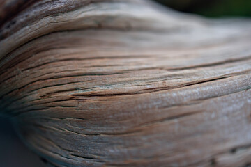 Close-up of an ancient bonsai trunk highlighting intricate surface details with deep grooves and...