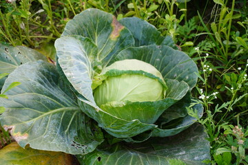 A fully developed cabbage along with its broad leaves 