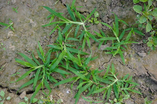 A patch of Indian goosegrass is growing on the dry cracked soil 