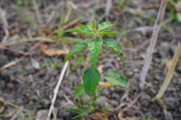 Holy basil plant is growing on the ground 