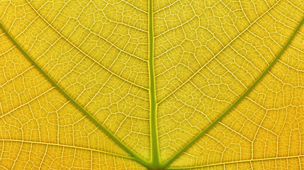 Obraz premium Natural Leaf Mosaic