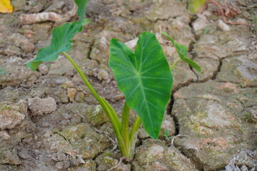 Tari plants are growing on the dry cracked soil