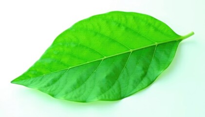 Obraz premium Delicate green leaf isolated on white background, botanical, foliage, green