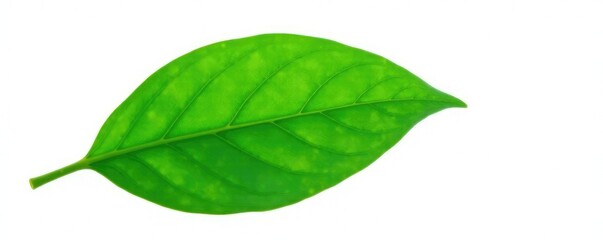 Obraz premium Delicate green leaf isolated on white background, natural world, leaf, simplicity