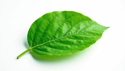 delicate green leaf isolated on white background with subtle texture details, natural, botanical, minimalist