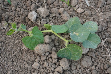 A young squash plant is crawling on the soilbed