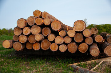 Large stacked tree logs with visible resin dripping under sunlight, emphasizing natural patterns...