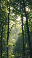 Sunlight filtering through lush green forest trees in early morning