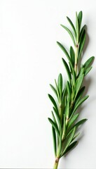 Fototapeta premium Isolated sprigs of rosemary against white paper, botanical, rosemary, leafy