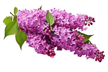 Fototapeta premium Single stem of spring lilac purple flowers showcasing intricate textures and rich colors, isolated on white background