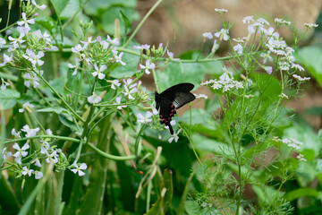 Paris peacock butterfly on raphanus caudatus
 (rat-tail radish)