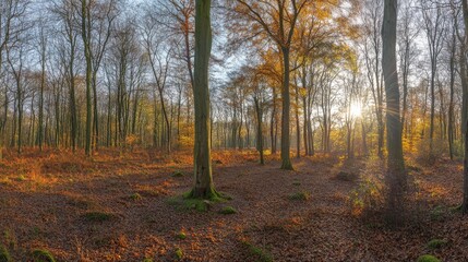 Obraz premium Sunlit autumn forest with colorful foliage and tall trees