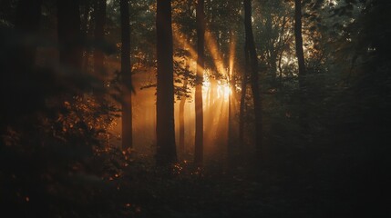 Fototapeta premium Sunlight streaming through forest trees at dusk
