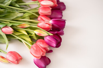 Pink tulips on white background, top view, flat lay with copy space. Spring, flowers concept.