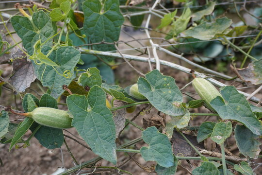 The pointed gourd plant is with several gourds