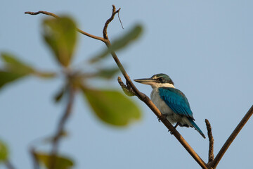 Collared kingfisher (Todiramphus chloris) resting on a tree branch in La Union, Philippines during sunrise with the blue sky background