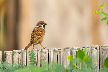 Eurasian tree sparrow (Passer montanus) perched on a bamboo fence in La Union, Philippines with brownish background and green plants in foreground