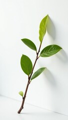 Obraz premium Single branch leaning against a white background with subtle shading, angled, gentle