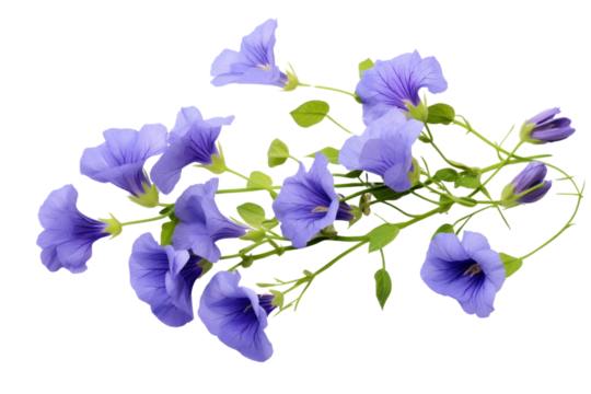 Butterfly pea flowers in full bloom with emphasis on their striking blue shade and graceful petals, isolated on white background