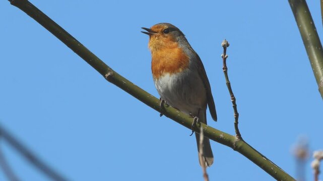 A male European robin sits on a thin branch and sings its song toward the camera lens on a sunny spring day.