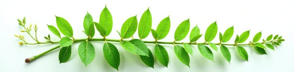 Solo botanical specimen against a clean white background, greenery, isolated, botanical