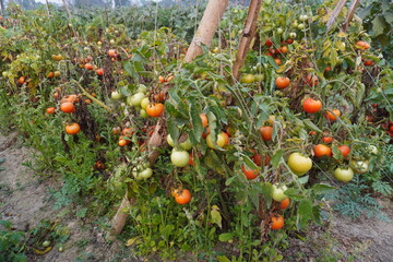 Several tomatoes on the plants, the plants getting dried 