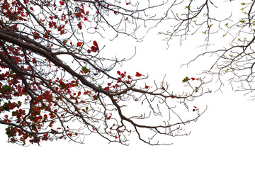 Tropical almond tree. Branch red leaf isolated on white background