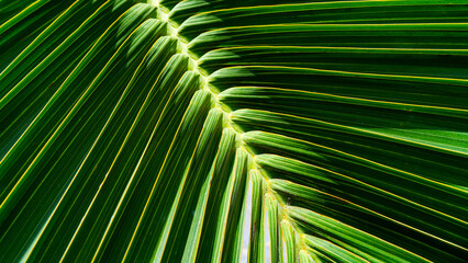 Fototapeta premium Palm leaf texture, Abstract green background