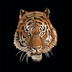 Tiger face image. Vector illustration isolated on the black background