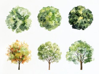 Watercolor illustration of tree top view for landscape plan and architecture layout