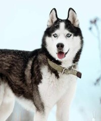siberian husky dog © guga