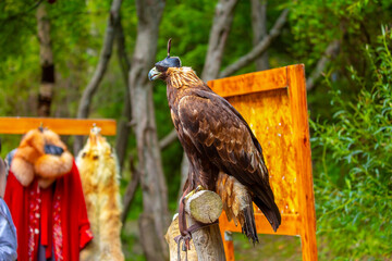 Close-up of a golden eagle wearing a cap covering its eyes. An eagle sits on a perch against a...