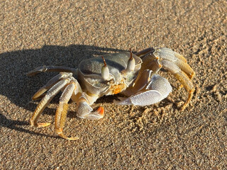  Crab with long eyestalks and detailed textured claws sitting on a sunlit sandy beach, casting a sharp shadow.