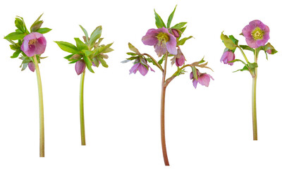 Pink single hellebores - side on PNG isolated images