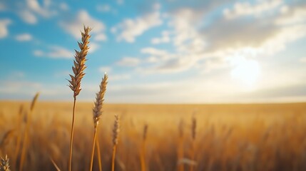 Golden wheat field bathed in sunlight with a breathtaking sky enhancing the beauty of agricultural landscape : Generative AI