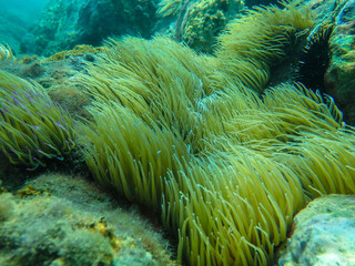 algae, green, sea, grass, alga, weed, environment, underwater, seaweed, water, sun, nature, ocean, light, plant, background, sunlight, aquatic, mediterranean sea, marine, natural, flora, floor.