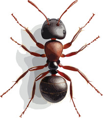 Ant vector art