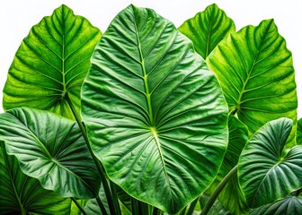 Giant Taro Plant Leaves Isolated, Lush Green Tropical Foliage, White Background Stock Photo