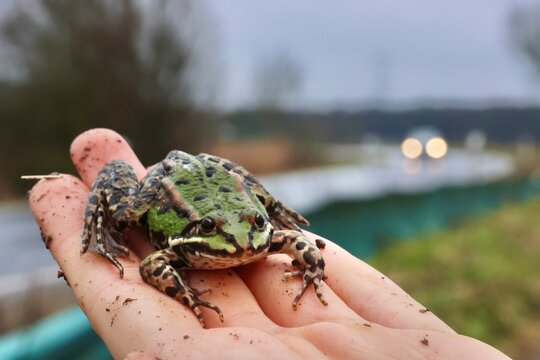 Frosch in einer Hand, Naturschutz Aktion zur Rettung von Amphibien an Stra&szlig;e w&auml;hrend der Kr&ouml;tenwanderung