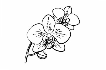 orchid isolated on white background